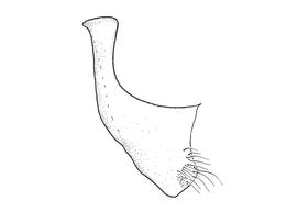   Anthidium placitum  male, diagram showing ventral view of seventh sternum (S7), diagram from Gonzalez and Griswold 2013 
